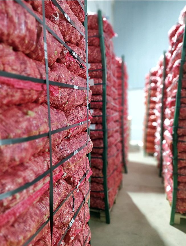 Red onion in mesh bags