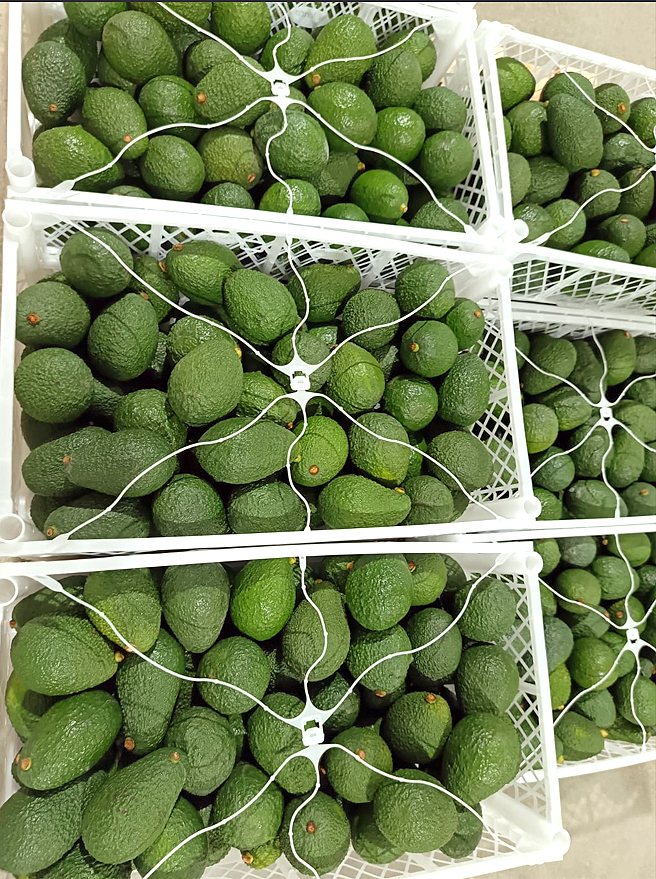 Avocados packed in crates